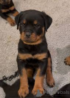 Photo №2 de l'annonce № 165996 de la vente rottweiler - acheter à Espagne annonce privée, éleveur