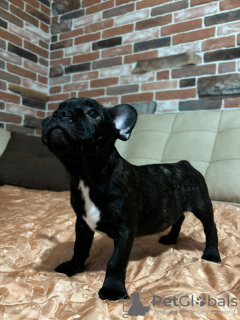 Photos supplémentaires: chiots bouledogue français en bonne santé