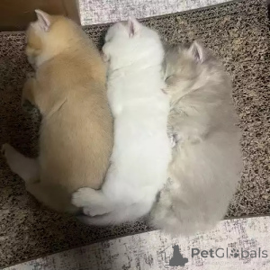 Photo №2 de l'annonce № 167268 de la vente british shorthair - acheter à Allemagne annonce privée