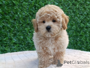 Photo №2 de l'annonce № 144294 de la vente maltipu - acheter à Serbie 