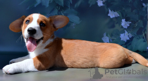 Photo №2 de l'annonce № 54517 de la vente welsh corgi - acheter à Fédération de Russie de la fourrière