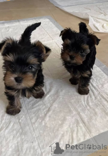 Photo №1. yorkshire terrier - à vendre en ville de Freiburg | négocié | Annonce №121640