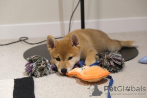 Photo №1. shiba - à vendre en ville de Paris | négocié | Annonce №78269