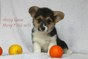 Photos supplémentaires: Welsh corgi pembroke girl, bobtail