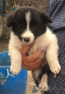 Photo №1. border collie - à vendre en ville de Mauvais kleinkirchheim | négocié | Annonce №169911