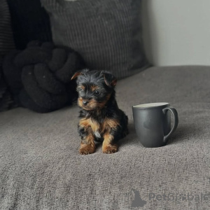 Photo №1. yorkshire terrier - à vendre en ville de Edingen-Neckarhausen | 242€ | Annonce №173558
