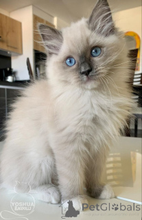 Photo №1. burmese - à vendre en ville de Aizlingen | 400€ | Annonce № 157696