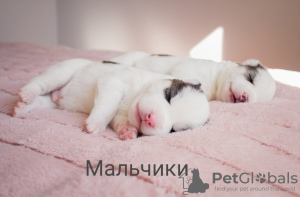 Photo №4. Je vais vendre husky de sibérie en ville de Poltava.  - prix - négocié
