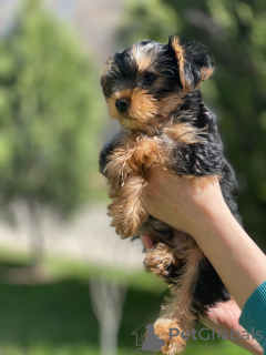 Photos supplémentaires: Beaux chiots Yorkshire terrier miniatures