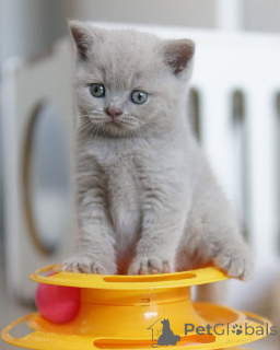 Photo №1. british shorthair - à vendre en ville de Заксен-Ансбах | négocié | Annonce № 143482