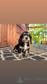 Photo №3. Des chiots teckel en bonne santé sont prêts à être adoptés. Allemagne