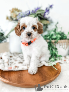 Photo №1. labradoodle - à vendre en ville de Alingsq | 550€ | Annonce №157767