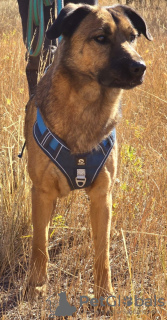 Photo №3. À la recherche d'une maison. Fédération de Russie