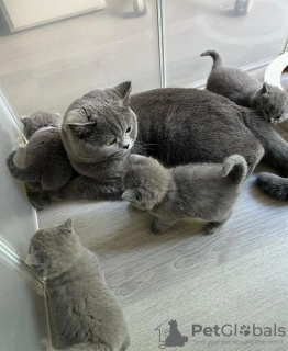 Photo №1. british shorthair - à vendre en ville de Varsovie | 200€ | Annonce № 120205