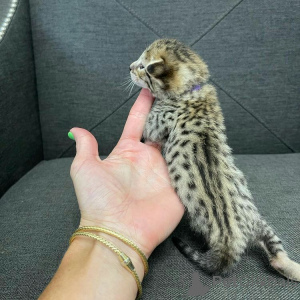 Photo №1. bengal - à vendre en ville de Newcastle | 581€ | Annonce № 166198