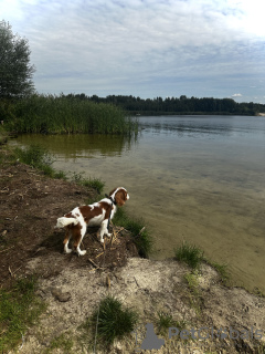 Photo №3. cavalier roi Charles Spaniel. Fédération de Russie