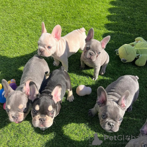 Photo №1. bouledogue - à vendre en ville de Berlin | négocié | Annonce №116197