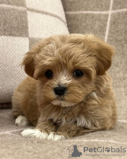 Photo №3. superbes chiots maltipoo F1.. Allemagne