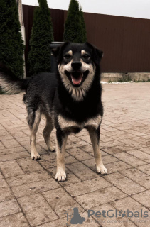 Photo №3. Le chien souriant Masyanya cherche un foyer !. Fédération de Russie