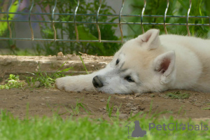 Photos supplémentaires: husky sibérien BEAU chien