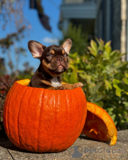 Photo №2 de l'annonce № 150638 de la vente bouledogue - acheter à Allemagne de l'abri, éleveur