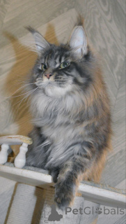 Photo №1. maine coon - à vendre en ville de Apostolovo | négocié | Annonce № 156810
