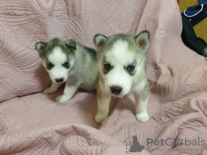 Photos supplémentaires: Chiots husky de race pure à vendre