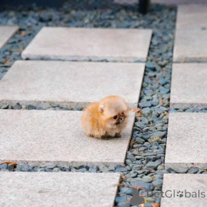 Photo №2 de l'annonce № 137274 de la vente spitz nain - acheter à Suisse annonce privée