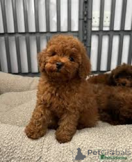 Photo №3. L'achat de Poedelpuppy. Pays Bas