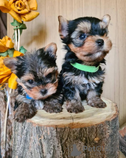 Photos supplémentaires: MINI-YORKSHIRE TERRIER