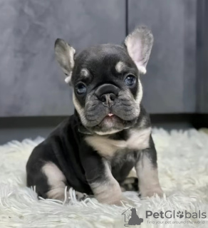 Photo №1. bouledogue - à vendre en ville de Valladolid | 400€ | Annonce №126707