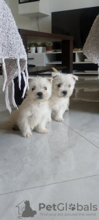 Photo №1. west highland white terrier - à vendre en ville de Belgrade | négocié | Annonce №109990