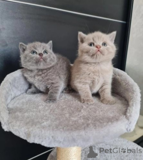 Photo №1. british shorthair - à vendre en ville de Fuertescusa | 500€ | Annonce № 177942