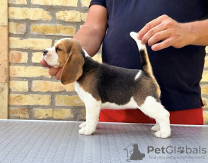 Photos supplémentaires: Chiots Beagle des meilleurs parents d'exposition