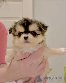 Photo №2 de l'annonce № 160056 de la vente chihuahua - acheter à Allemagne annonce privée