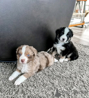 Photo №1. berger américain miniature (aussie) - à vendre en ville de Флорида Сити | 1063€ | Annonce №138971