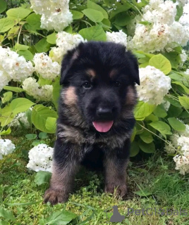 Photo №3. Deutscher Schäferhund Welpen Zur adoption. Allemagne