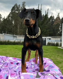 Photo №1. dobermann - à vendre en ville de Borlänge | négocié | Annonce №169794