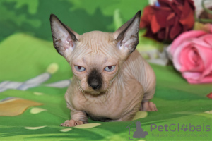 Photos supplémentaires: chatons sphynx canadien
