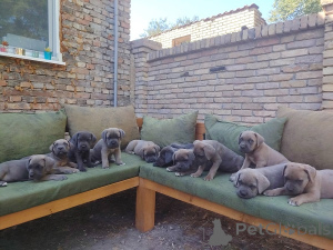 Photo №1. cane corso - à vendre en ville de Bečej | négocié | Annonce №149315