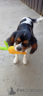 Photo №2 de l'annonce № 11623 de la vente cavalier king charles spaniel - acheter à Ukraine de la fourrière