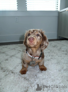 Photo №1. teckel - à vendre en ville de Гамбург | négocié | Annonce №144409