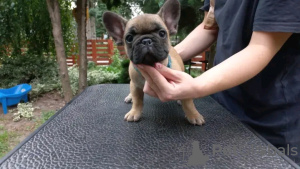 Photo №1. bouledogue - à vendre en ville de Штутгарт | 331€ | Annonce №117880