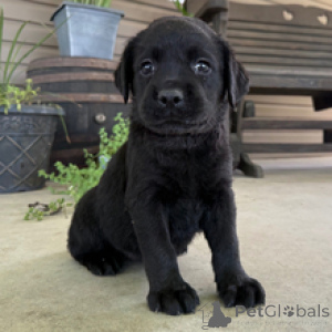 Photo №2 de l'annonce № 172787 de la vente labrador retriever - acheter à Allemagne annonce privée
