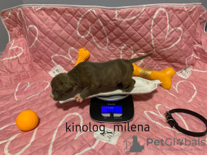 Photo №2 de l'annonce № 127735 de la vente american bully - acheter à Serbie annonce privée, de la fourrière, éleveur