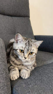 Photo №1. british shorthair - à vendre en ville de Kaunas | 380€ | Annonce № 123334