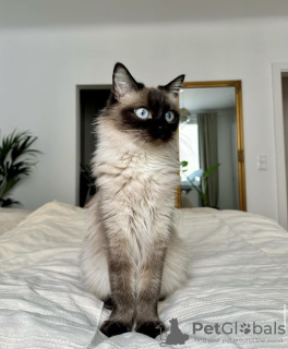 Photo №1. ragdoll - à vendre en ville de Гамбург | 400€ | Annonce № 101791