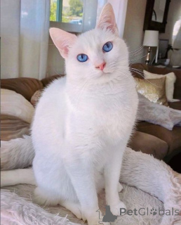 Photo №2 de l'annonce № 157695 de la vente bobtail japonais - acheter à Allemagne de l'abri, éleveur