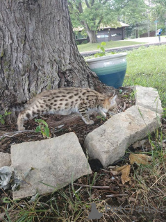 Photo №3. chatons Savannah disponibles. Allemagne