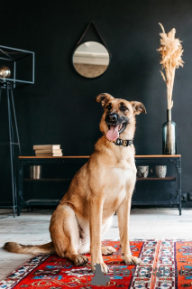 Photos supplémentaires: Bria est un chien que vous n'oublierez pas ! Entre de bonnes mains